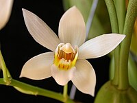 Coelogyne lactea