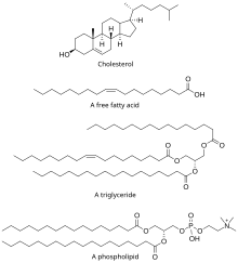 Common lipid types.svg