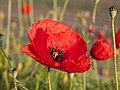 * Nomination Poppy flower on the edge of the field in Froebelstrasse in Dülmen, North Rhine-Westphalia, Germany --XRay 03:41, 8 July 2021 (UTC) * Promotion  Support Good quality. --Knopik-som 03:54, 8 July 2021 (UTC)