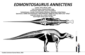 Edmontosaurus annectens Multiview Skeletal.png