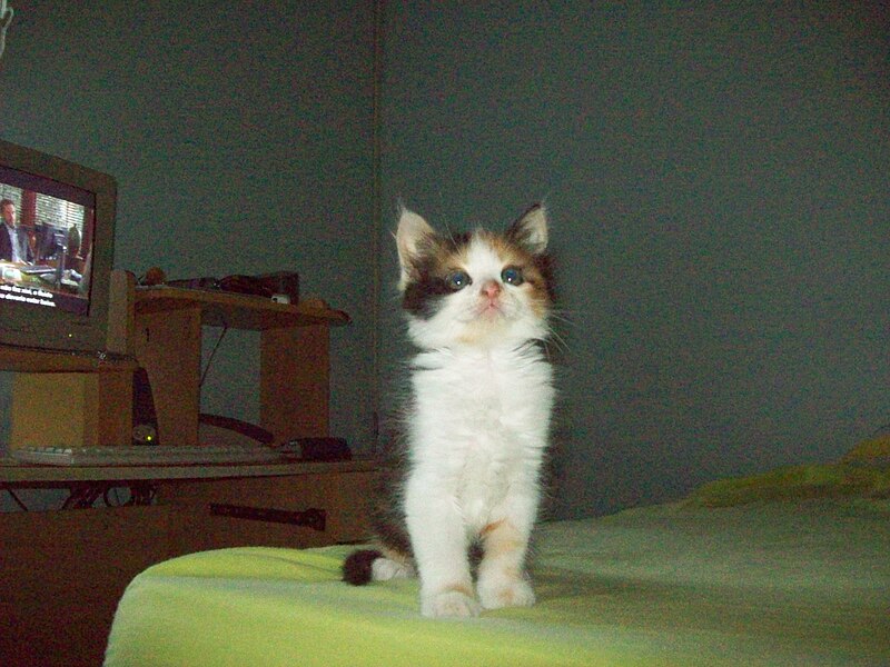 File:Gata - Filhote - 1 mês.jpg