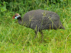 Parc national Murchison Falls, Ouganda.