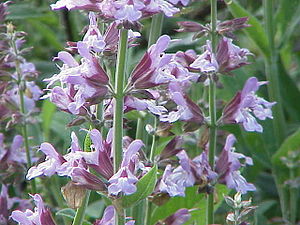 Salvia officinalis.