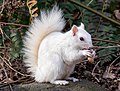 Image 30White (leucistic) eastern gray squirrel with a peanut