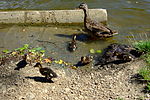 Seite 13: File:Wild_duck_family_in_Marian_Valley_in_Brno-Líšeň.jpg Autor: User:Kirk Lizenz: GNU 1.2+, CC BY-SA 3.0, CC BY-SA 2.5, CC BY-SA 2.0, CC BY-SA 1.0