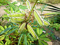 Nezralé plody kultivaru lupiny mnoholisté (Lupinus polyphyllus 'Gallery')