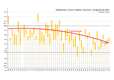 Die Darstellung zeigt die jährliche Blütezeit bei der Rebsorte Grüner Veltliner (Weinbauschule Krems, Sandgrube) ab 1965. Besonders in den letzten 15 Jahren hat sich die Rebblüte von früher durchschnittlich Mitte bis Ende Juni, zum Monatsbeginn Juni verschoben.