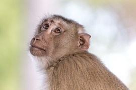 File:Macaca fascicularis looking up to the sky - side view and contre-jour portrait with smooth bokeh.jpg