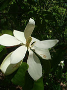 Magnolia fraseri (2).jpg