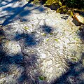 Pattern of Tree Roots Flattened By Continued Human Stepping