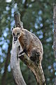 Coati nel parco della Landa di Luneburgo