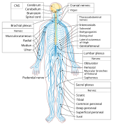 Nervous system diagram-en.svg