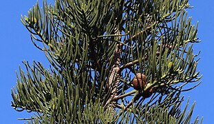 Female cones