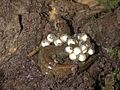 Salamandra-escura-do-norte (Desmognathus fuscus). Ninhada típica.