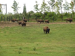 Les bisons d'Amérique.