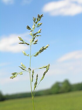 Eng-Rapgræs (Poa pratensis) Foto: Petr Filipov