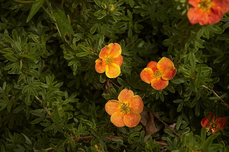 File:Potentilla fruticosa Red Ace A.jpg