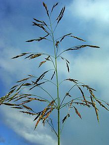 Sorghum halepense closeup.jpg