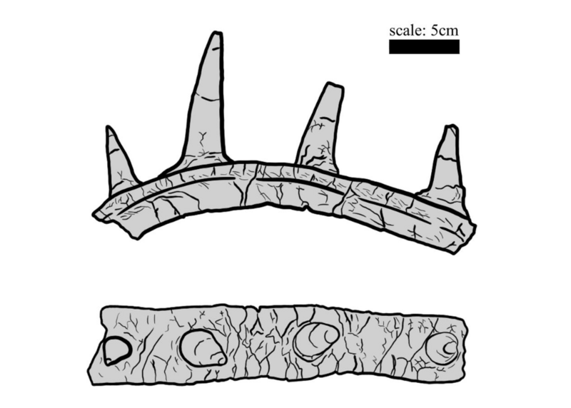 File:Spicomellus afer holotype illustration.png