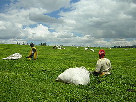 Theeplukkers nabij Kericho