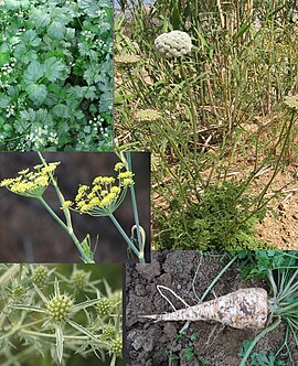 Verschillige sôortn Apiaceae: geslacht Apium, Daucus, Foeniculum, Eryngium en Petroselinum.