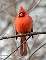 Image 58Male northern cardinal in Central Park