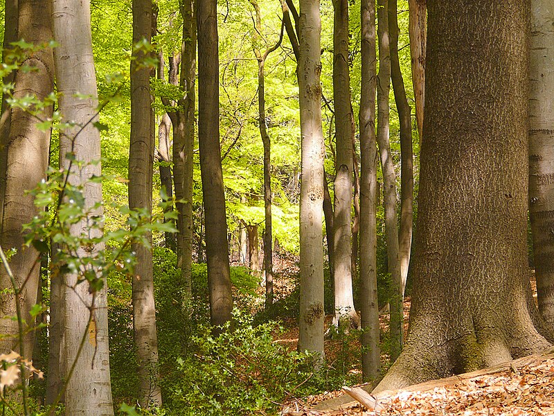 File:Meersiepenkopf 1-04.05.13.JPG