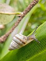 Achatinella concavospira