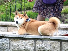 Blinking Shiba.jpg