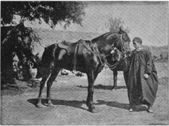 Photo d'un cheval tenu en main, en noir et blanc