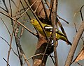 A. t. multicolor- Betina di Hyderabad, India.