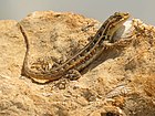 Cozumel spiny lizard (Sceloporus cozumelae), Celestún Biosphere Reserve, Yucatán, México. (12 February 2015)