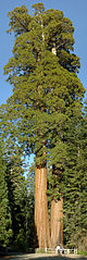 Giant Sequoia in Grant Grove