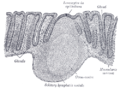 Tall de la capa mucosa del recte humà (augmentat x60).