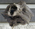 Versteinerter Schädel eines Lystrosaurus im chinesischen paläozoologischen Museum