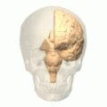Animation of left cerebral hemisphere. Parieto-occipital sulcus shown in red.