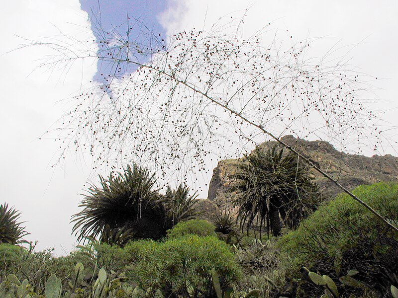 File:Phoenix canariensis in Masca, Tenerife 021-P1010062.jpg