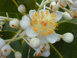 Öljypallopuun (Calophyllum inophyllum) kukka.