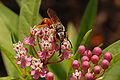 Sphex ichneumoneus feeding