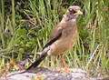 Austral thrush