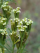 Tagetes minuta - stinking Roger at Thimphu during LGFC - Bhutan 2019 (15).jpg