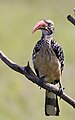 Chobe National Park, Botswana