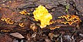 Parasited by Tremella mesenterica