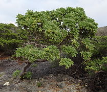 Wind-swept Heliotropium foertherianum (14711438936).jpg