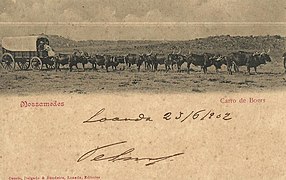 1902 Angola Mossamedes Boers Wagon Oxen Span.jpg