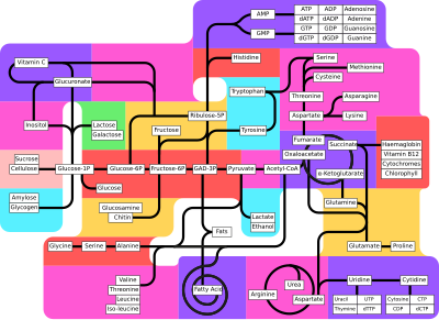 Metabolism pathways (partly labeled)