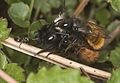 Osmia cornuta bees mating (ant watching ...)