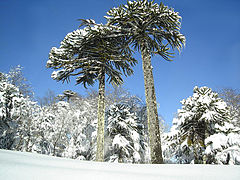 Español: Araucaria Araucana English: Araucaria Araucana