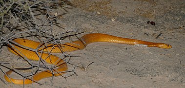 Cape Cobra (Naja nivea) (46377692384).jpg