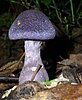 Cortinarius violaceus